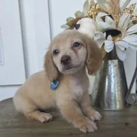 Buddy, a male Miniature Dachshund for sale in Jackson, GA – 6 of 7