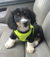 Toby, a male Miniature Dachshund for sale in Jackson, GA – 5 of 9