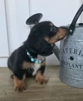 Oliver, a male Miniature Dachshund for sale in Jackson, GA – 6 of 7