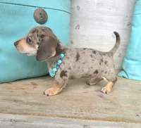 Rolo-Chocolate Dapple, a male Miniature Dachshund for sale in Jackson, GA – 6 of 9