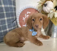 "Benny" Strawberry Cream Dapple, a male Miniature Dachshund for sale in Jackson, GA – 5 of 8