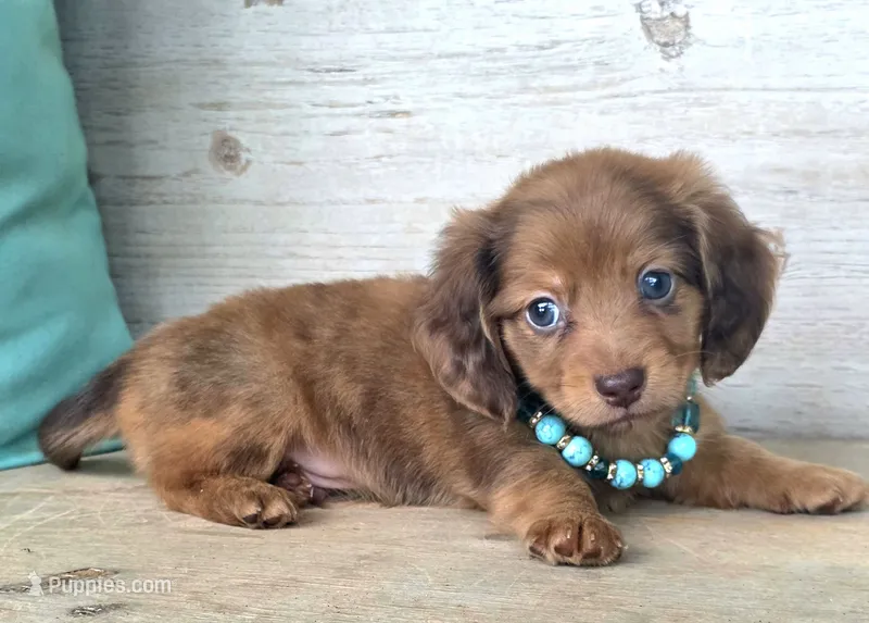 Teddy-Longhair Dapple – Miniature Dachshund puppy for sale in Jackson, GA