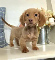 "Benny" Strawberry Cream Dapple, a male Miniature Dachshund for sale in Jackson, GA – 6 of 8