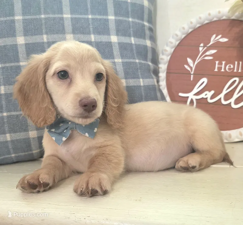 Cream Longhair Boy "Buddy" – Miniature Dachshund puppy for sale in Jackson, GA