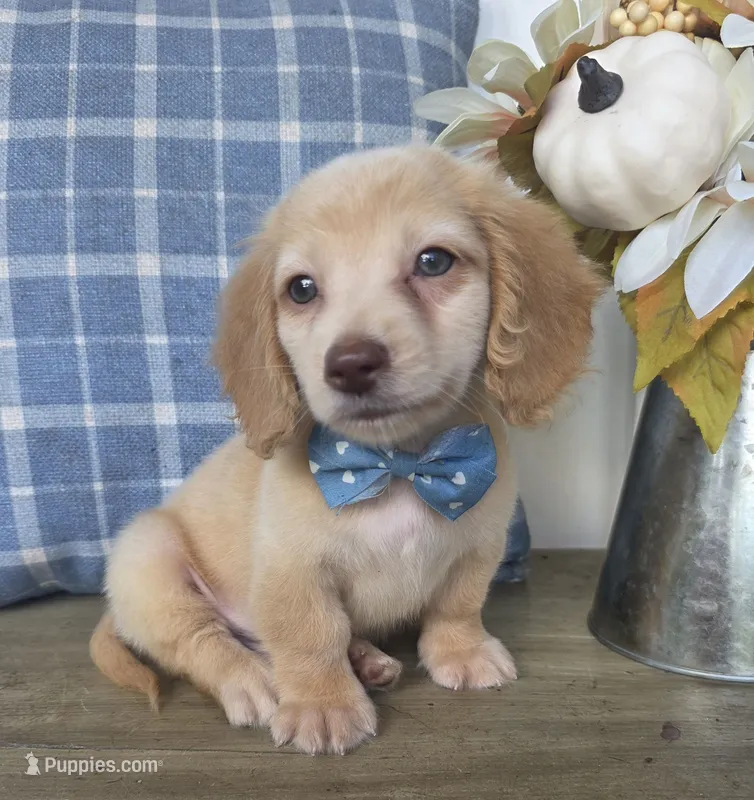 Buddy – Miniature Dachshund puppy for sale in Jackson, GA