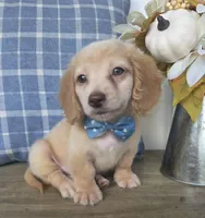 Buddy, a male Miniature Dachshund for sale in Jackson, GA – 1 of 7
