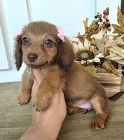 Millie-Mini Longhair, a female Miniature Dachshund for sale in Jackson, GA – 4 of 9