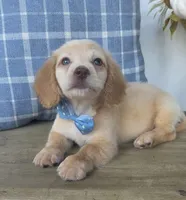 Buddy, a male Miniature Dachshund for sale in Jackson, GA – 3 of 9