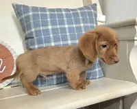 "Benny" Strawberry Cream Dapple, a male Miniature Dachshund for sale in Jackson, GA – 3 of 8