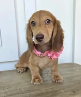 Lady, a female Miniature Dachshund for sale in Jackson, GA – 5 of 8