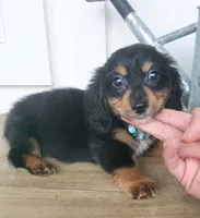 Oliver, a male Miniature Dachshund for sale in Jackson, GA – 5 of 7