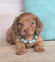 Copper-Longhair Choc/Red, a male Miniature Dachshund for sale in Jackson, GA – 2 of 7