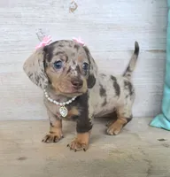 Candy Girl-Chocolate Dapple, a female Miniature Dachshund for sale in Jackson, GA – 5 of 6