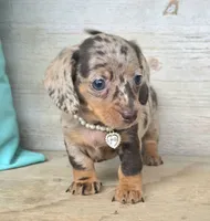 Candy Girl-Chocolate Dapple, a female Miniature Dachshund for sale in Jackson, GA – 4 of 6