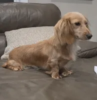 Dolly-Longhair Cream, a female Miniature Dachshund for sale in Jackson, GA – 3 of 4
