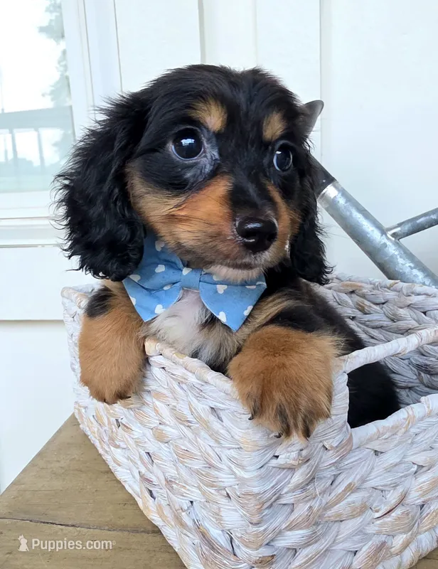 Oliver – Miniature Dachshund puppy for sale in Jackson, GA