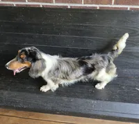 Spanky Longhair Dapple CKC, a male Dachshund and Miniature Dachshund for sale in Jackson, GA – 3 of 6