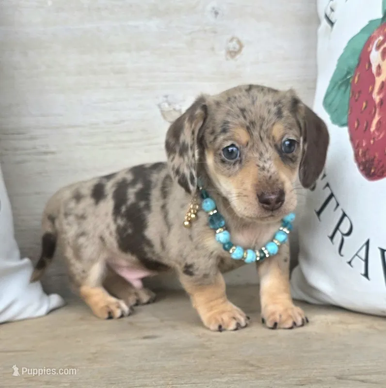 Rolo-Chocolate Dapple – Miniature Dachshund puppy for sale in Jackson, GA