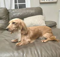 Dolly-Longhair Cream, a female Miniature Dachshund for sale in Jackson, GA – 2 of 4