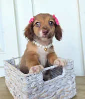 Mabel, a female Miniature Dachshund for sale in Jackson, GA – 7 of 7