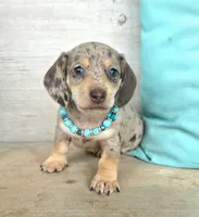 Rolo-Chocolate Dapple, a male Miniature Dachshund for sale in Jackson, GA – 2 of 9