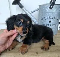 Oliver, a male Miniature Dachshund for sale in Jackson, GA – 4 of 7