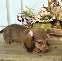 Millie-Mini Longhair, a female Miniature Dachshund for sale in Jackson, GA – 7 of 9
