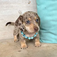 Rolo-Chocolate Dapple, a male Miniature Dachshund for sale in Jackson, GA – 7 of 9