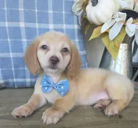 Buddy, a male Miniature Dachshund for sale in Jackson, GA – 6 of 9