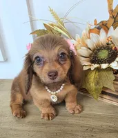 Millie-Mini Longhair, a female Miniature Dachshund for sale in Jackson, GA – 1 of 9