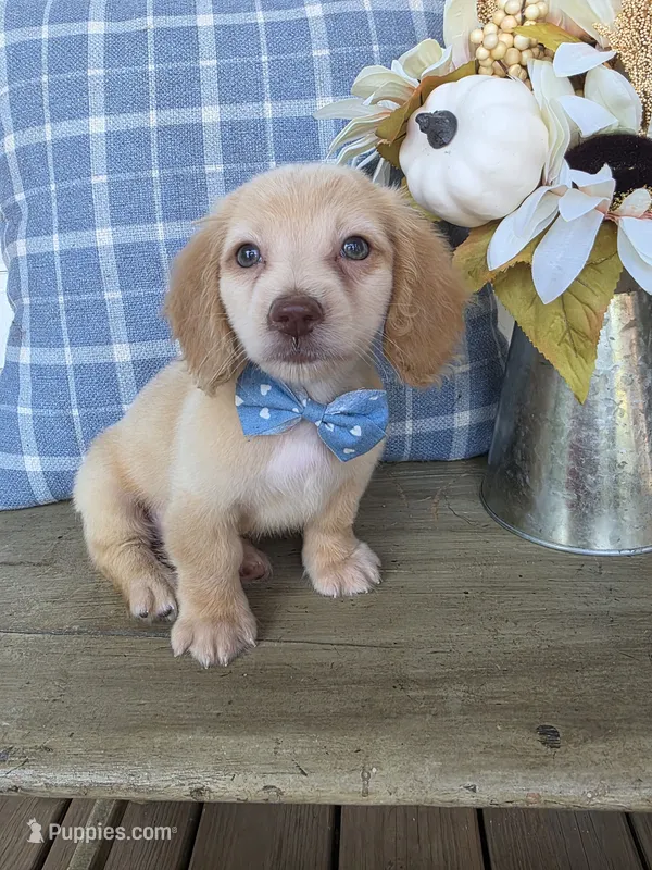 Cream Longhair Boy "Buddy" – Miniature Dachshund puppy for sale in Jackson, GA