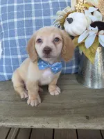 Buddy, a male Miniature Dachshund for sale in Jackson, GA – 5 of 9