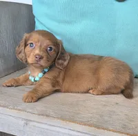 Copper-Longhair Choc/Red, a male Miniature Dachshund for sale in Jackson, GA – 6 of 7