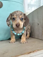 Rolo-Chocolate Dapple, a male Miniature Dachshund for sale in Jackson, GA – 4 of 9