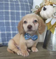 Buddy, a male Miniature Dachshund for sale in Jackson, GA – 5 of 7
