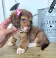 Mabel, a female Miniature Dachshund for sale in Jackson, GA – 5 of 7
