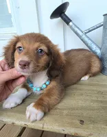 Alfie, a male Miniature Dachshund for sale in Jackson, GA – 2 of 5