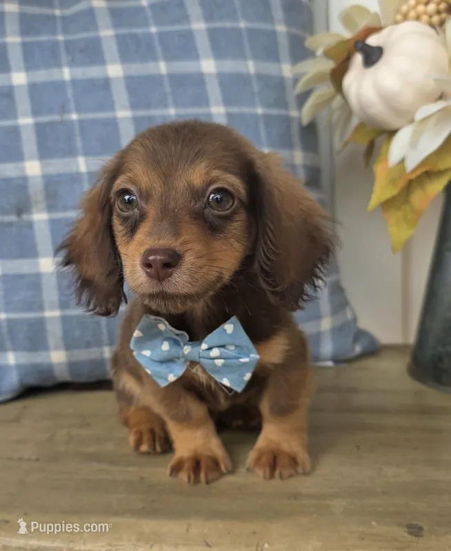Peanut – Miniature Dachshund puppy for sale in Jackson, GA