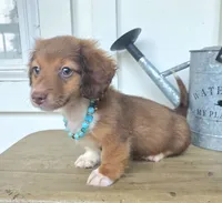 Alfie, a male Miniature Dachshund for sale in Jackson, GA – 5 of 5