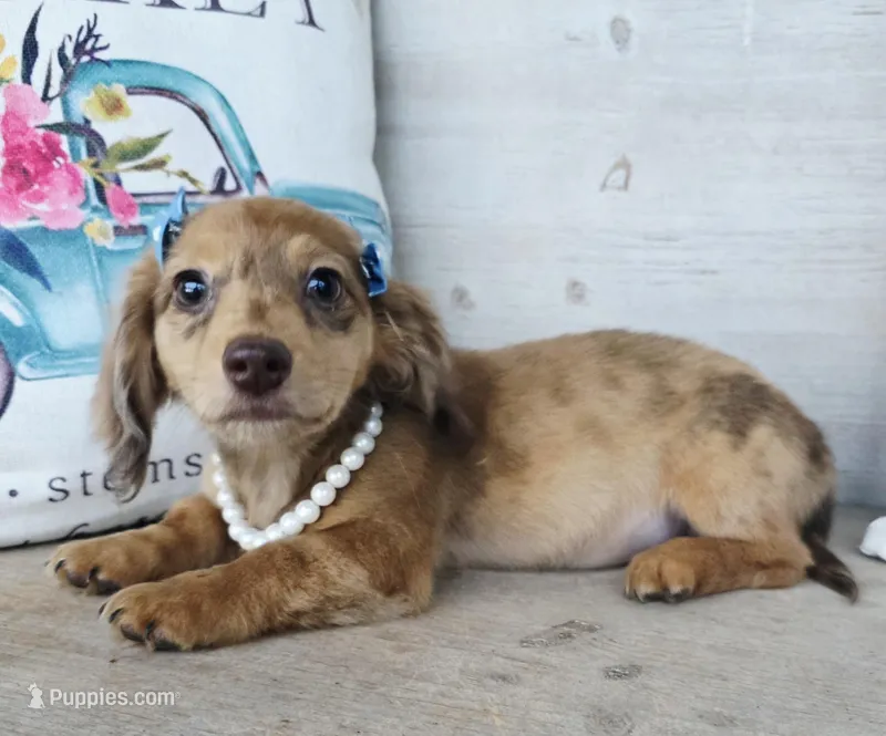  Brulee Longhair Choc Dapple – Miniature Dachshund puppy for sale in Jackson, GA