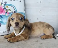  Brulee Longhair Choc Dapple, a female Miniature Dachshund for sale in Jackson, GA – Photo 1 of 5