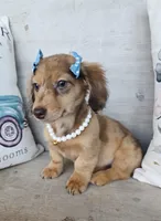  Brulee Longhair Choc Dapple, a female Miniature Dachshund for sale in Jackson, GA – Photo 4 of 5