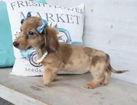  Brulee Longhair Choc Dapple, a female Miniature Dachshund for sale in Jackson, GA – Photo 3 of 5
