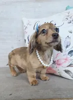  Brulee Longhair Choc Dapple, a female Miniature Dachshund for sale in Jackson, GA – Photo 2 of 5