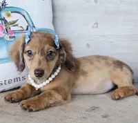  Brulee Longhair Choc Dapple, a female Miniature Dachshund for sale in Jackson, GA – Photo 5 of 5