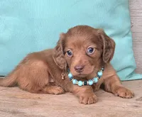 Copper-Longhair Choc/Red, a male Miniature Dachshund for sale in Jackson, GA – 5 of 7