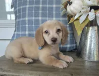 Buddy, a male Miniature Dachshund for sale in Jackson, GA – 9 of 9