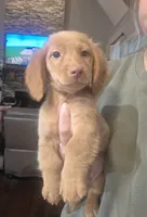 "Benny" Strawberry Cream Dapple, a male Miniature Dachshund for sale in Jackson, GA – 2 of 8