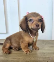 Millie-Mini Longhair, a female Miniature Dachshund for sale in Jackson, GA – 9 of 9
