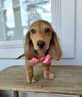 Lady, a female Miniature Dachshund for sale in Jackson, GA – 8 of 8